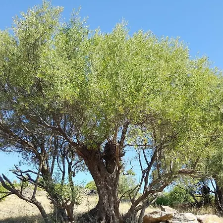 La Casa Dei Gechi Budoni